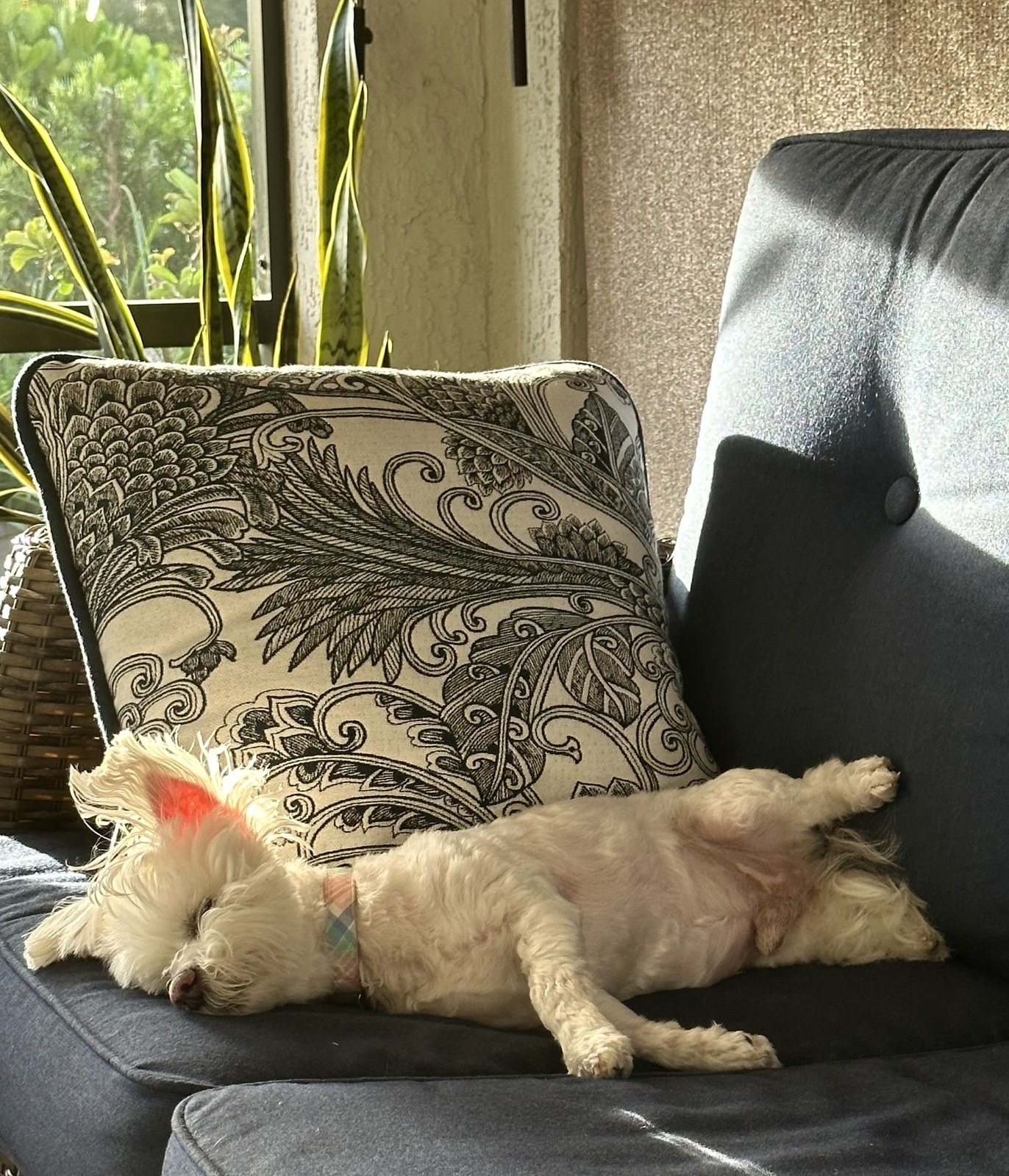 A 'ruff' Morning