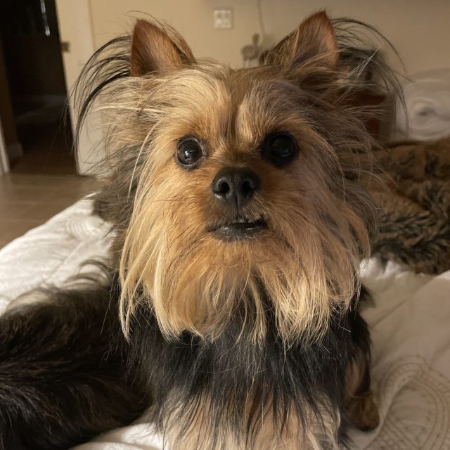 WHAT? Did You Say Treats?
