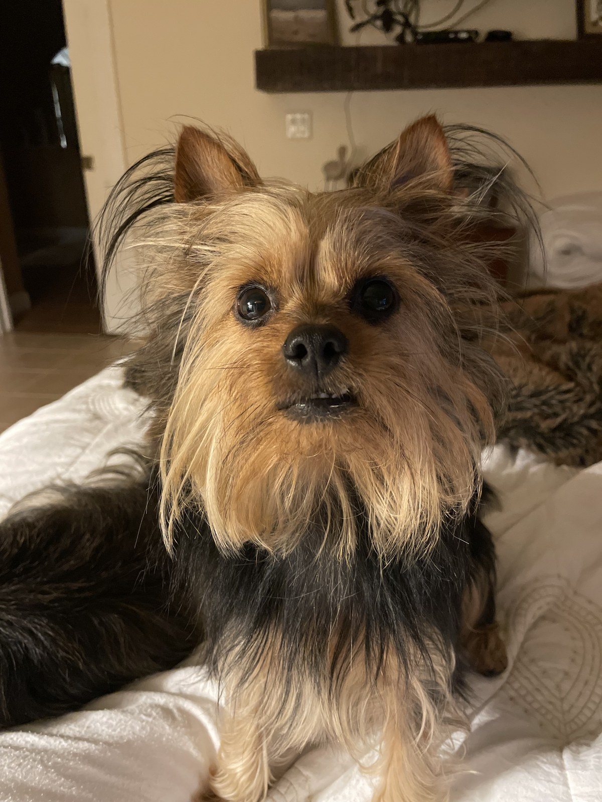 WHAT? Did You Say Treats?