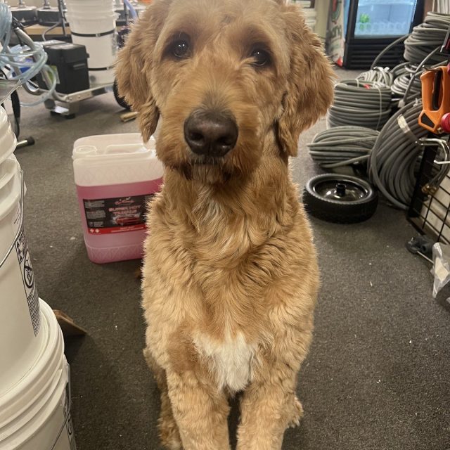 Shop Dog