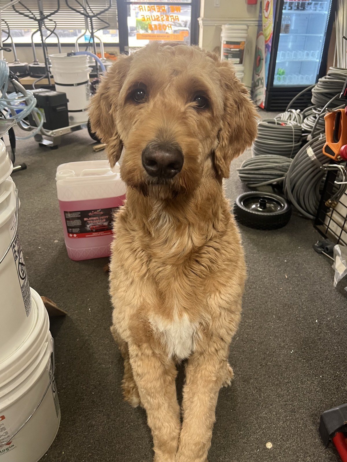 Shop Dog