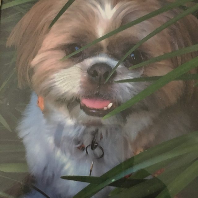 My Wonderful Bailey RIP