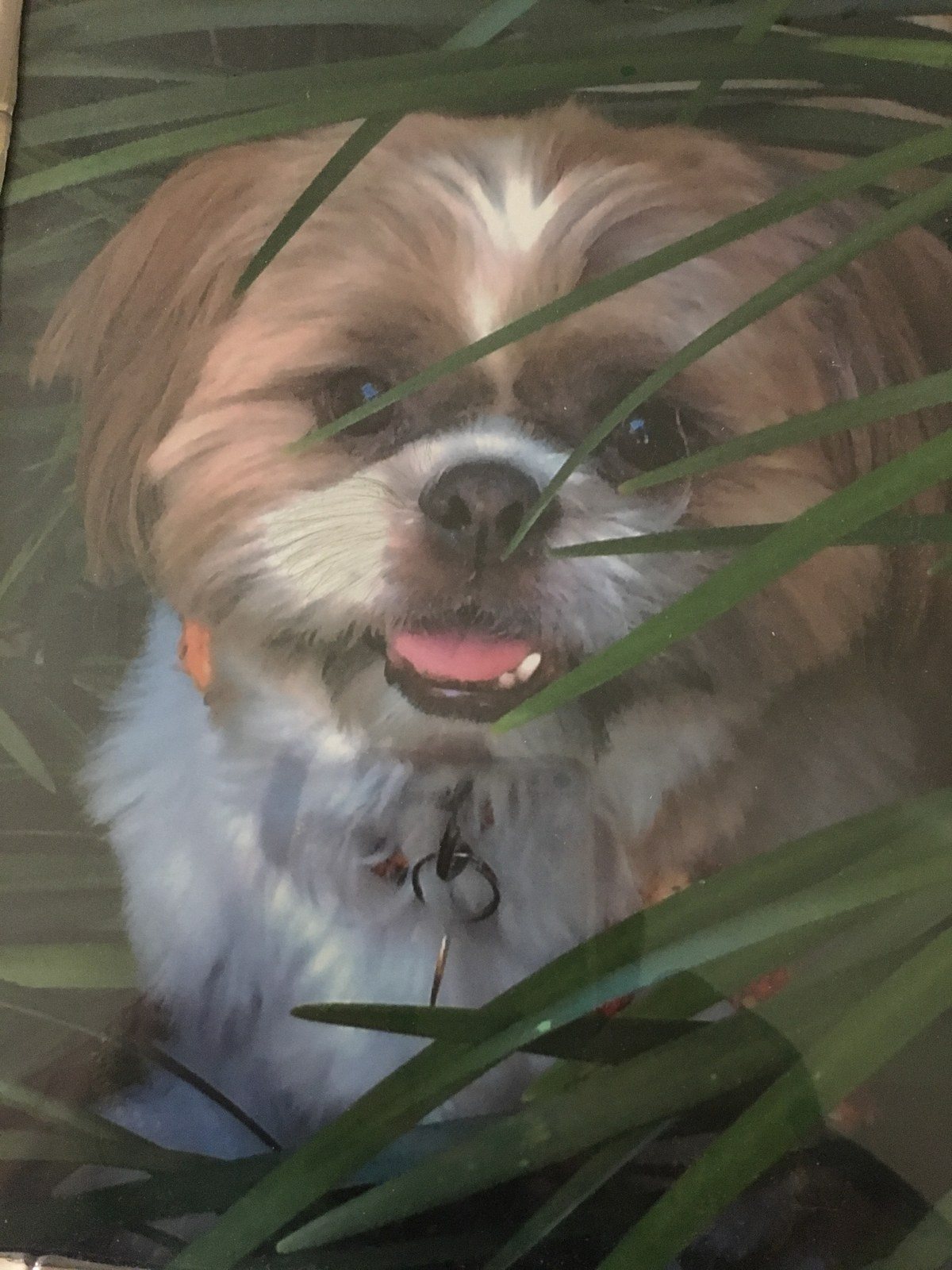 My Wonderful Bailey RIP