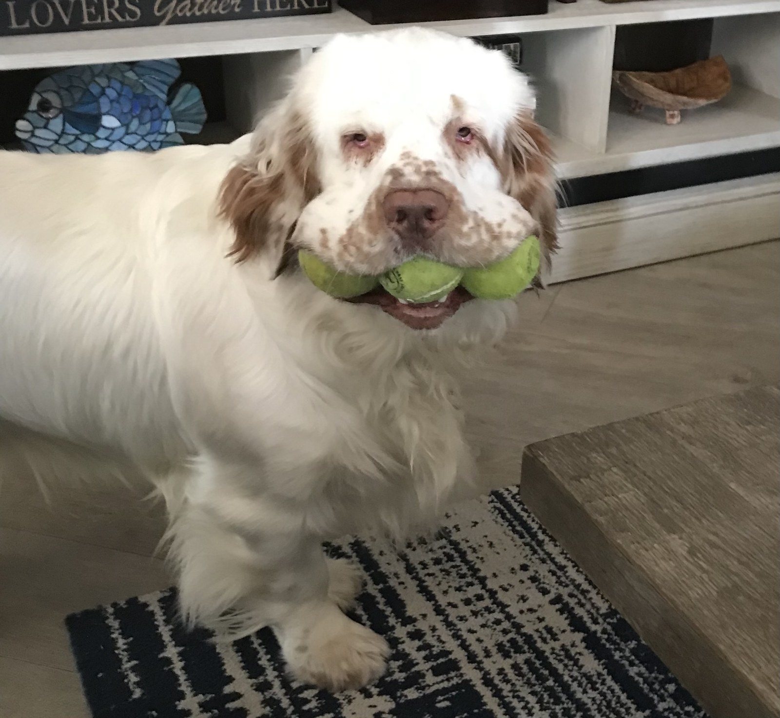 "Tennis Anyone?"