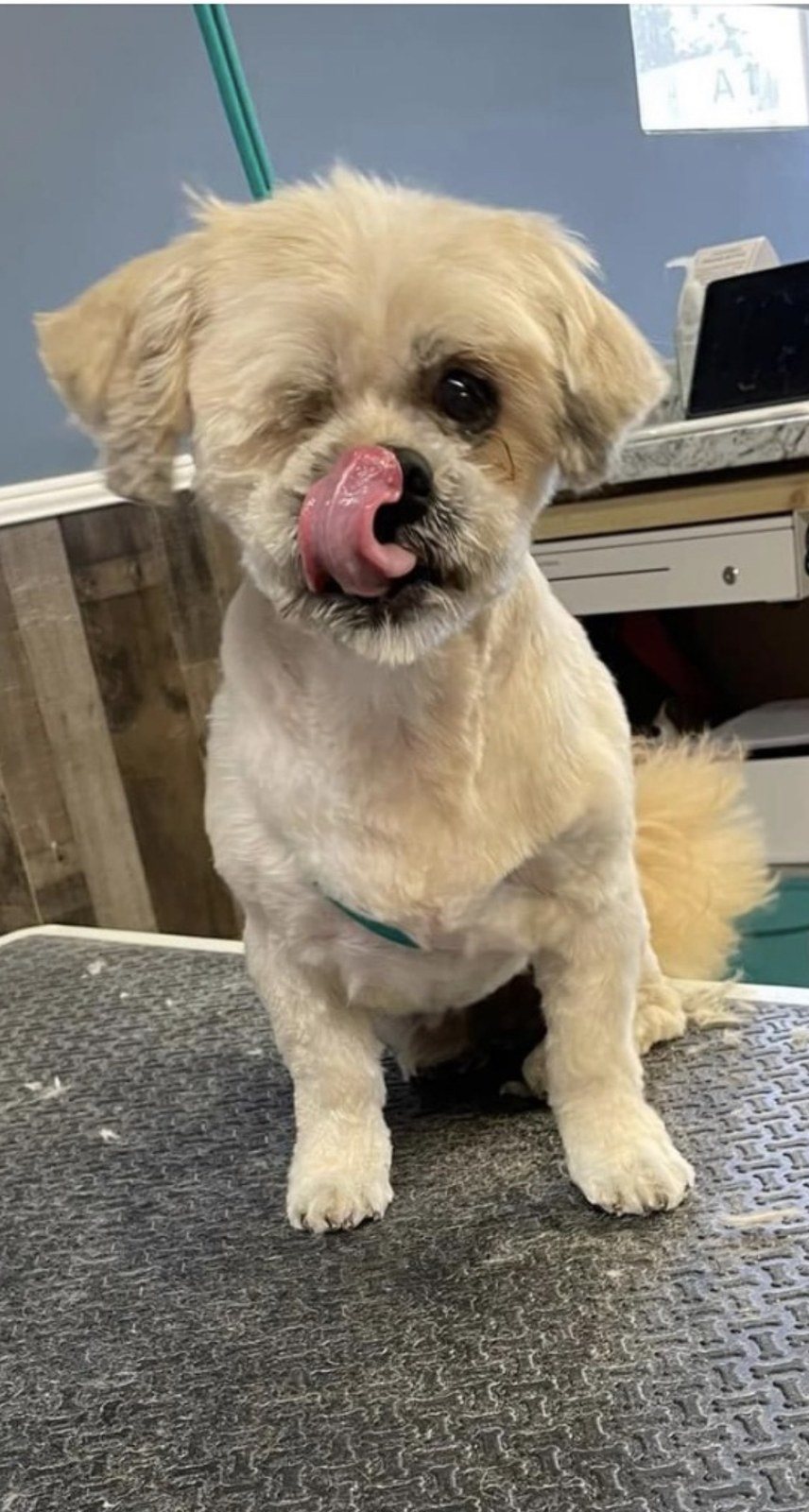 Tongue Out Tuesday!