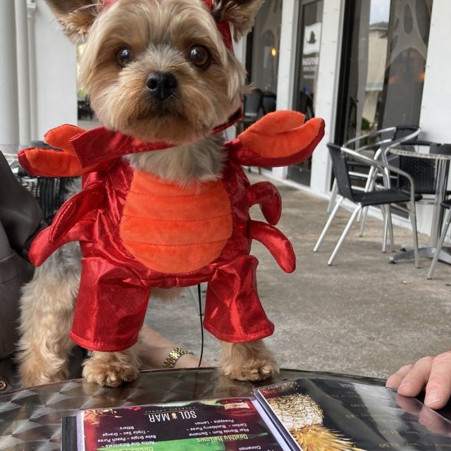 Can't Be Crabby At Sol Mar