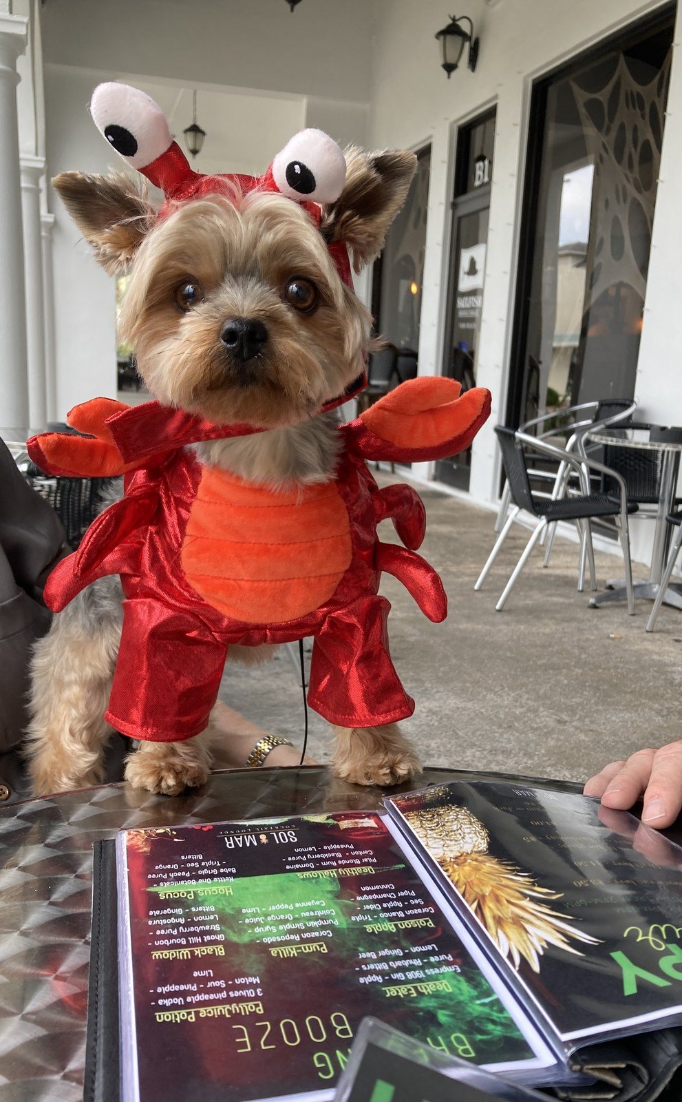 Can't Be Crabby At Sol Mar