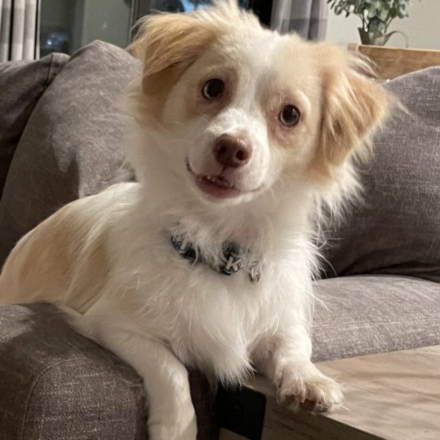It's Pickles!