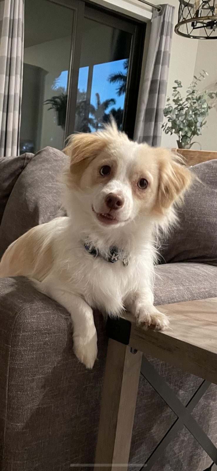 It's Pickles!