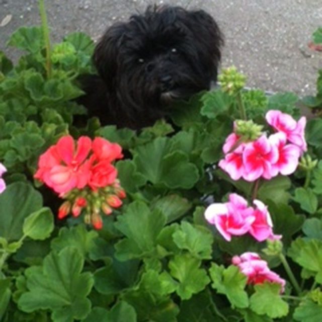 Paisley In The Flowers