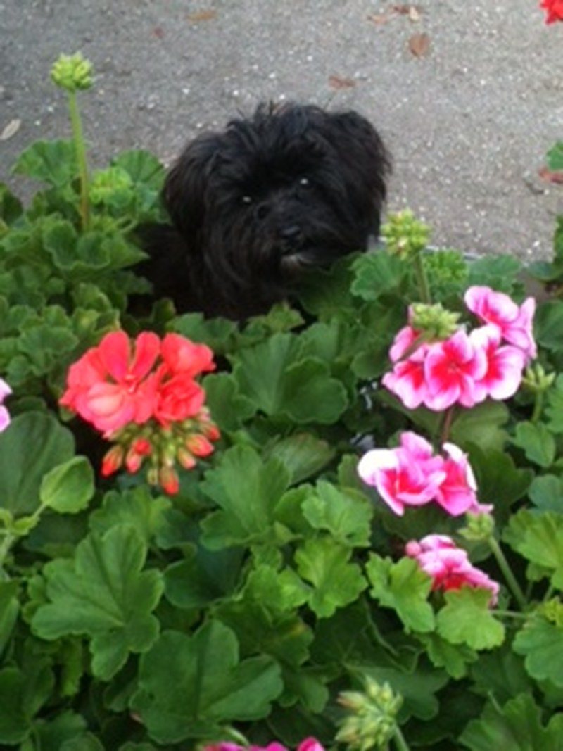 Paisley In The Flowers