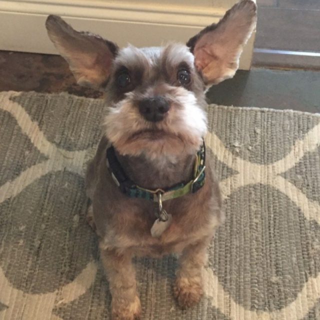 Did You Say "Walk"?