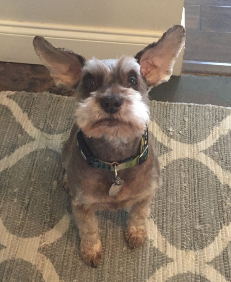 Did You Say "Walk"?