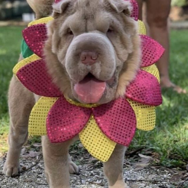 The Most Beautiful Flower In Vero Beach!