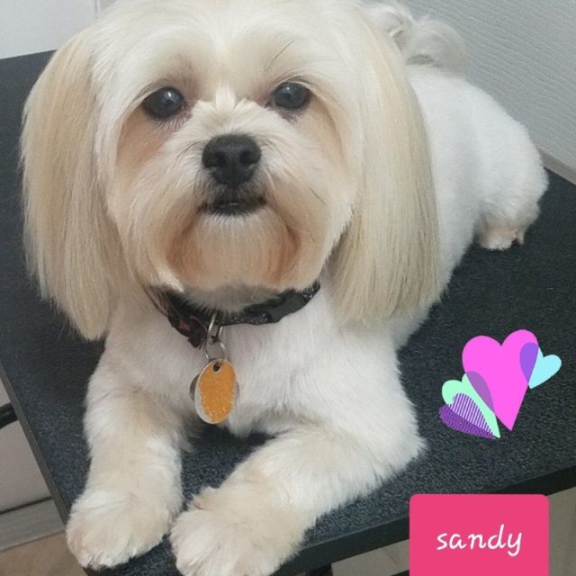 Loveable Sandygirl