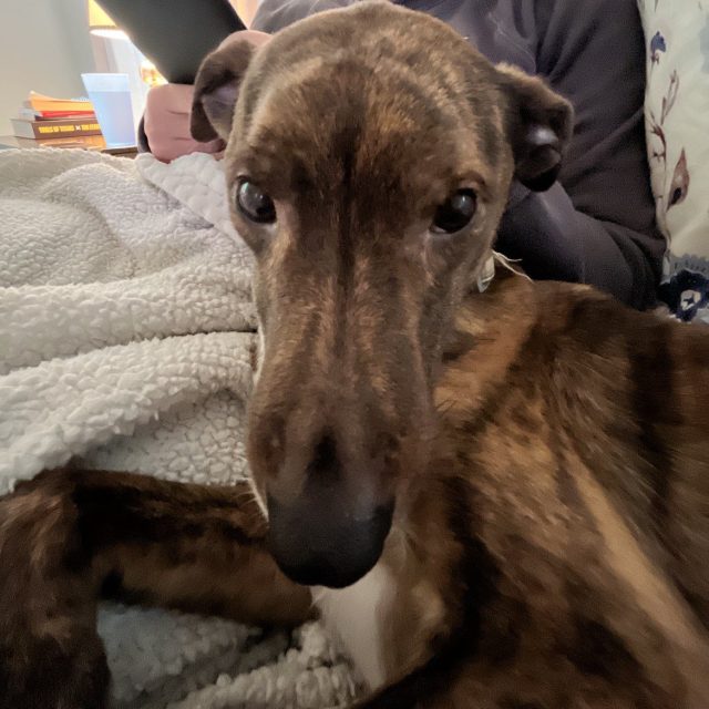 Vote For Long Nose Barkely