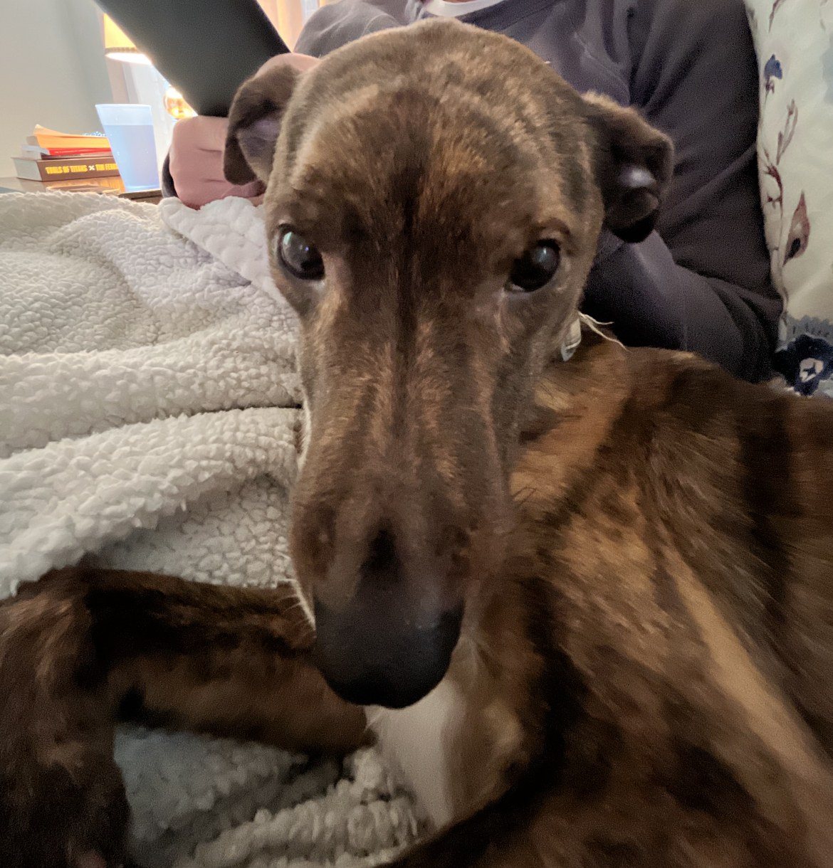 Vote For Long Nose Barkely