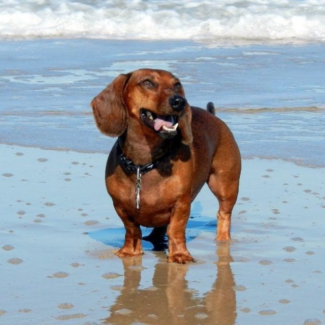 Love The Vero Beach Dog Life!