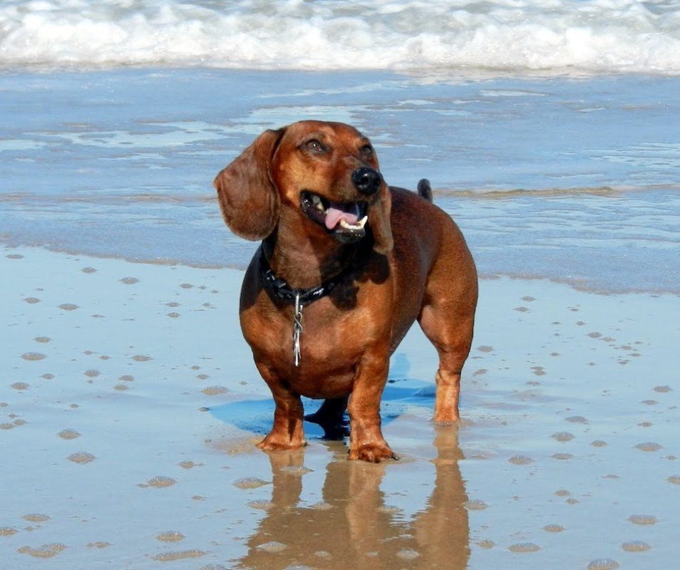 Love The Vero Beach Dog Life!