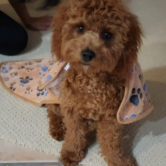Super Pup