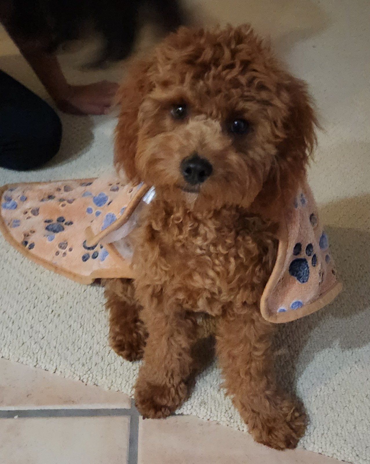 Super Pup