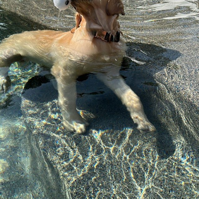 Water Dog