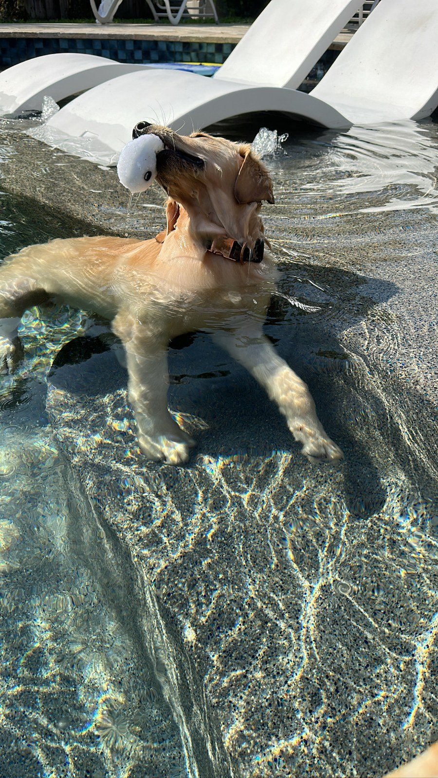 Water Dog