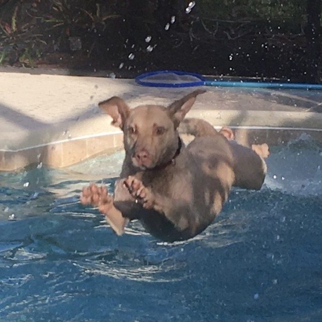Ridgey Diving Dog