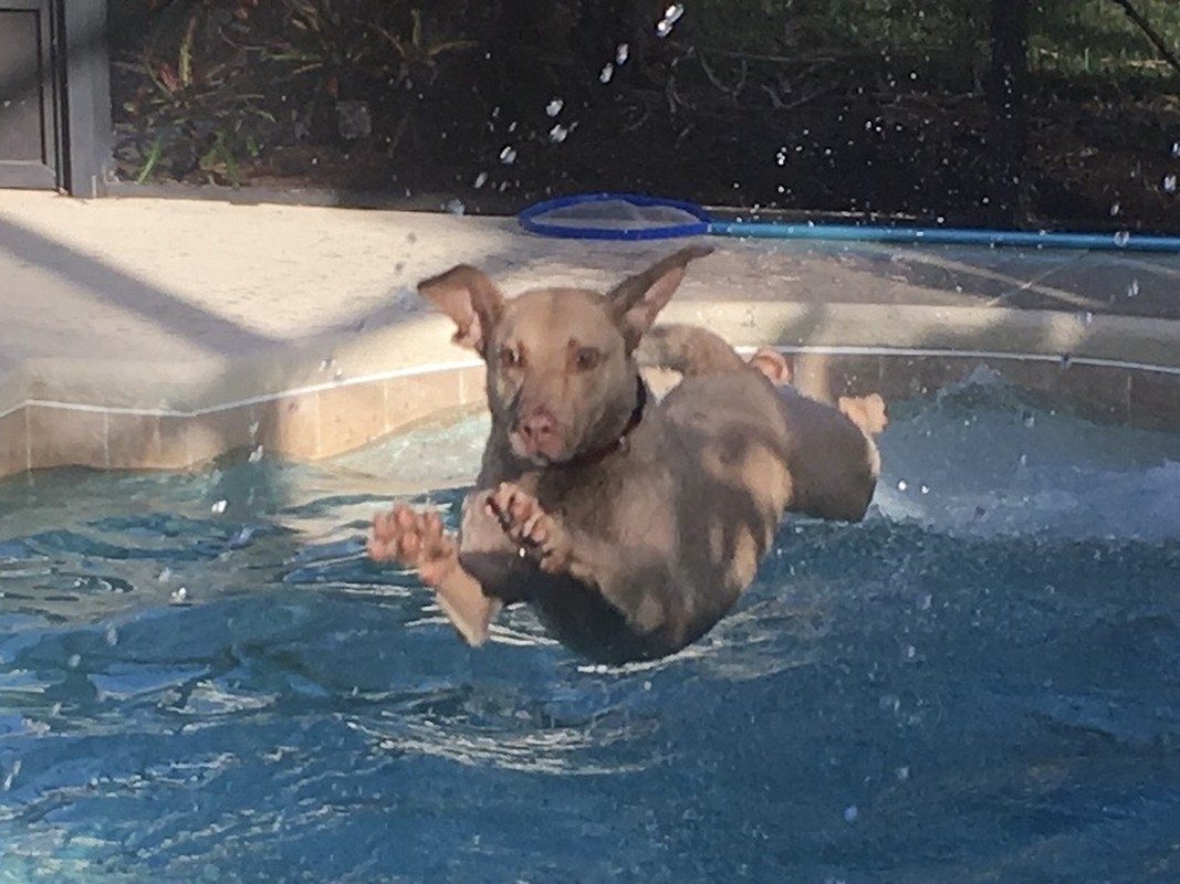 Ridgey Diving Dog