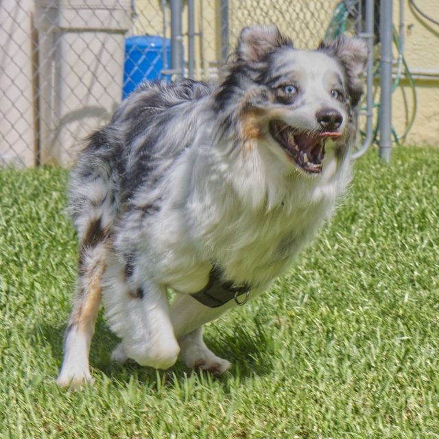 Aussie "Maverick" At A Full Gait Run