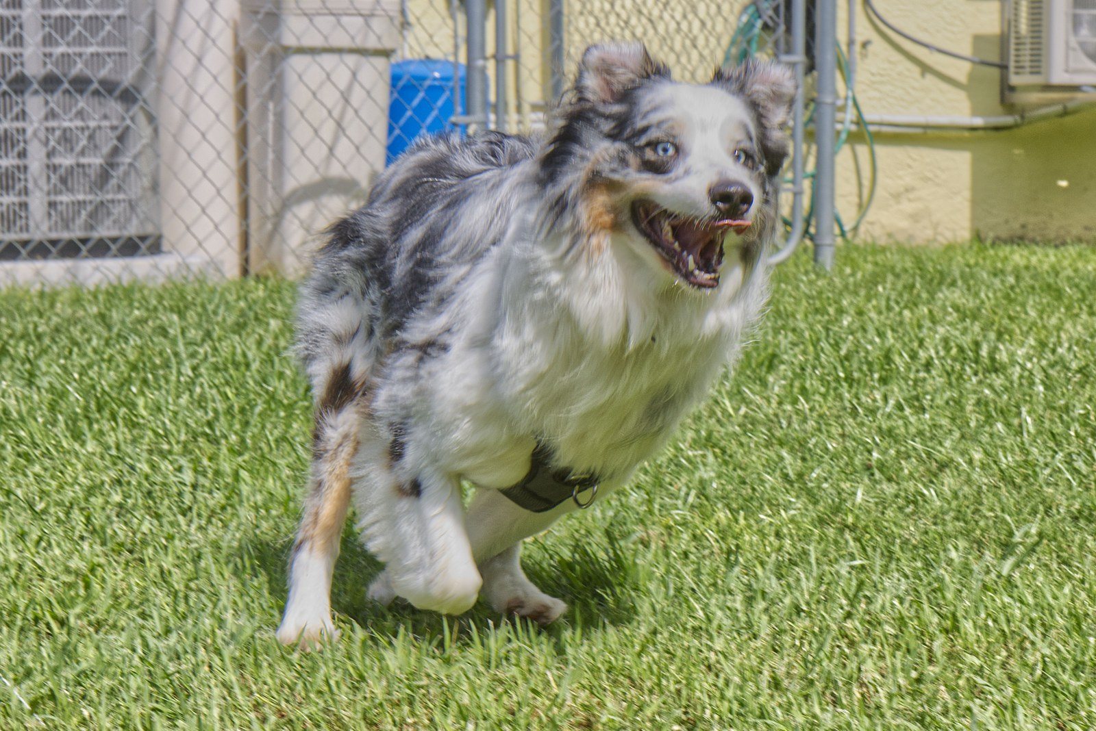 Aussie "Maverick" At A Full Gait Run