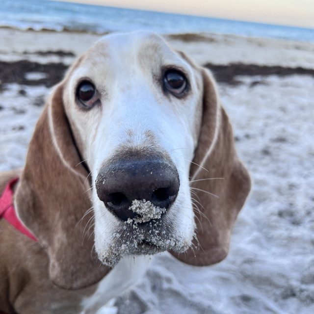 Living My Best Beach Life