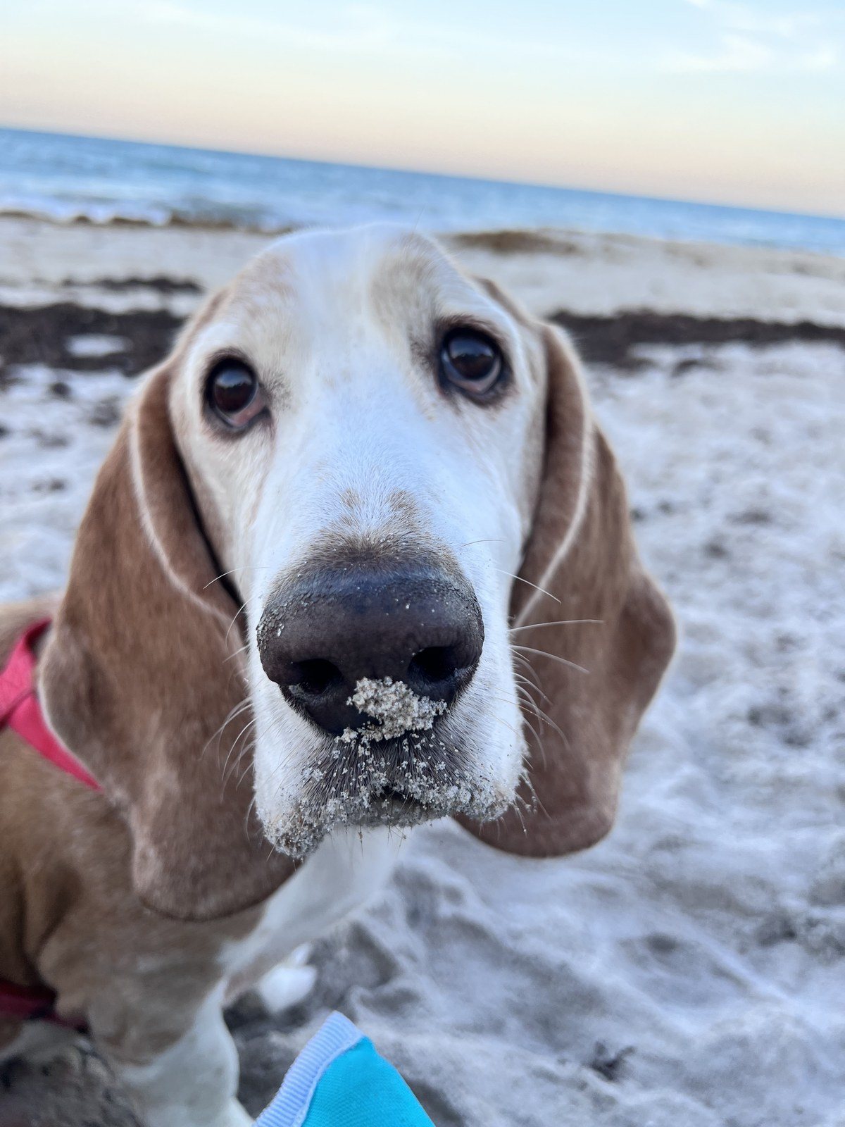 Living My Best Beach Life