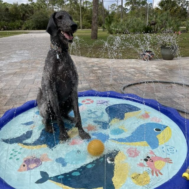 Dog Days Of Summer