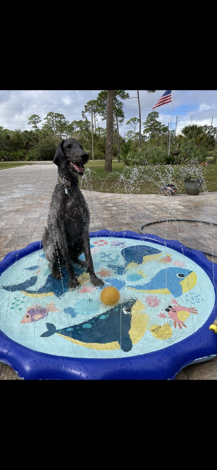 Dog Days Of Summer