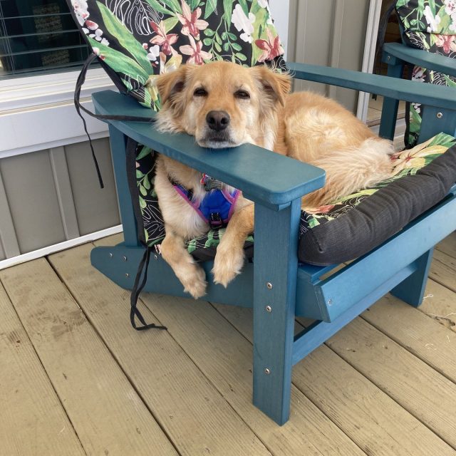 Basil Chilling At The Beach!!