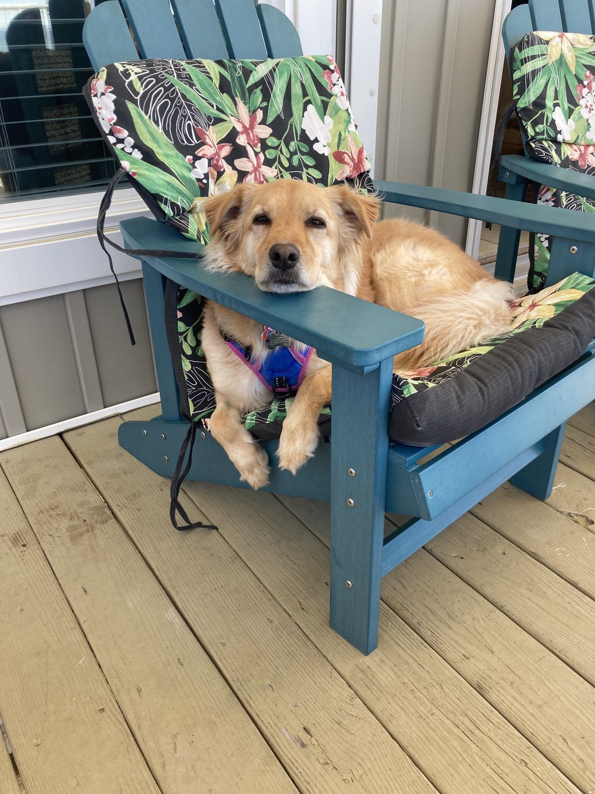 Basil Chilling At The Beach!!