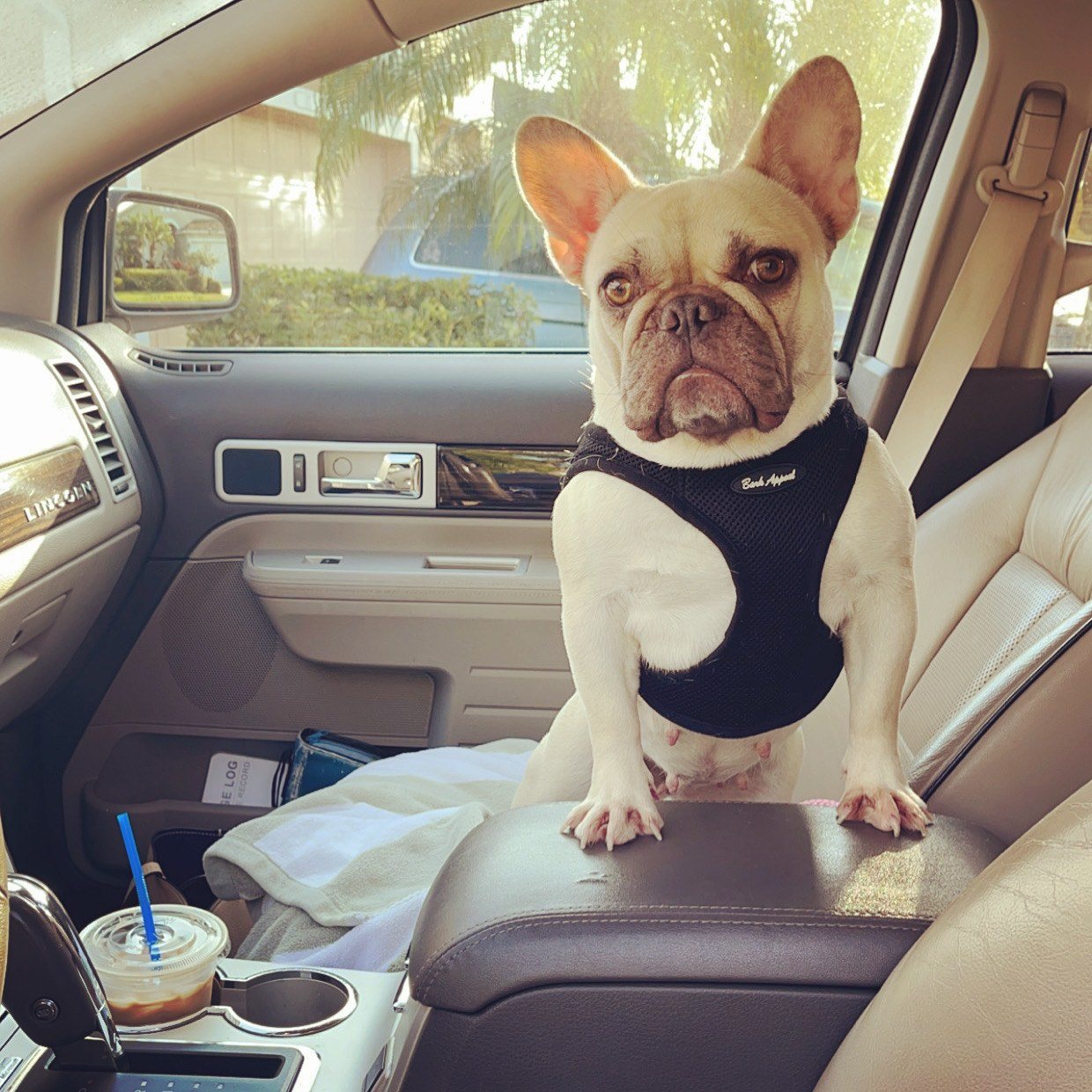 Get In The Car Lady!