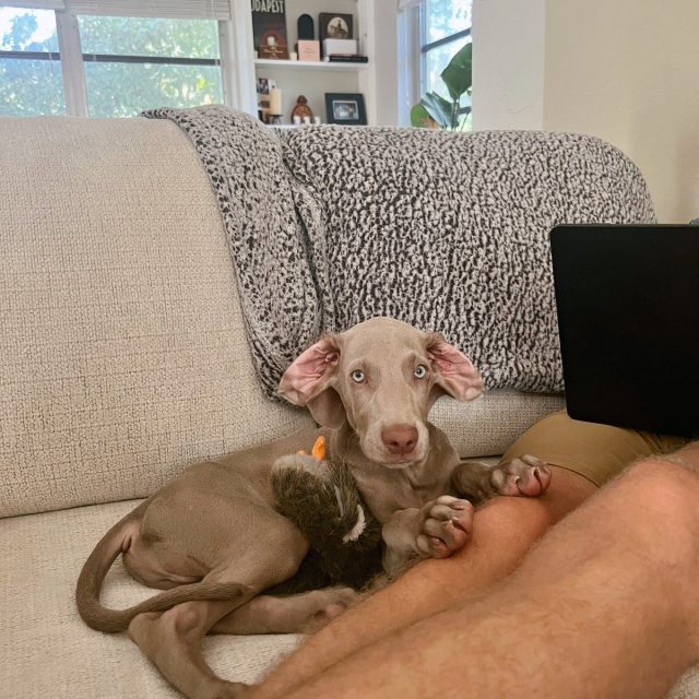 My Parents Keep Calling Me Dobby The House Elf