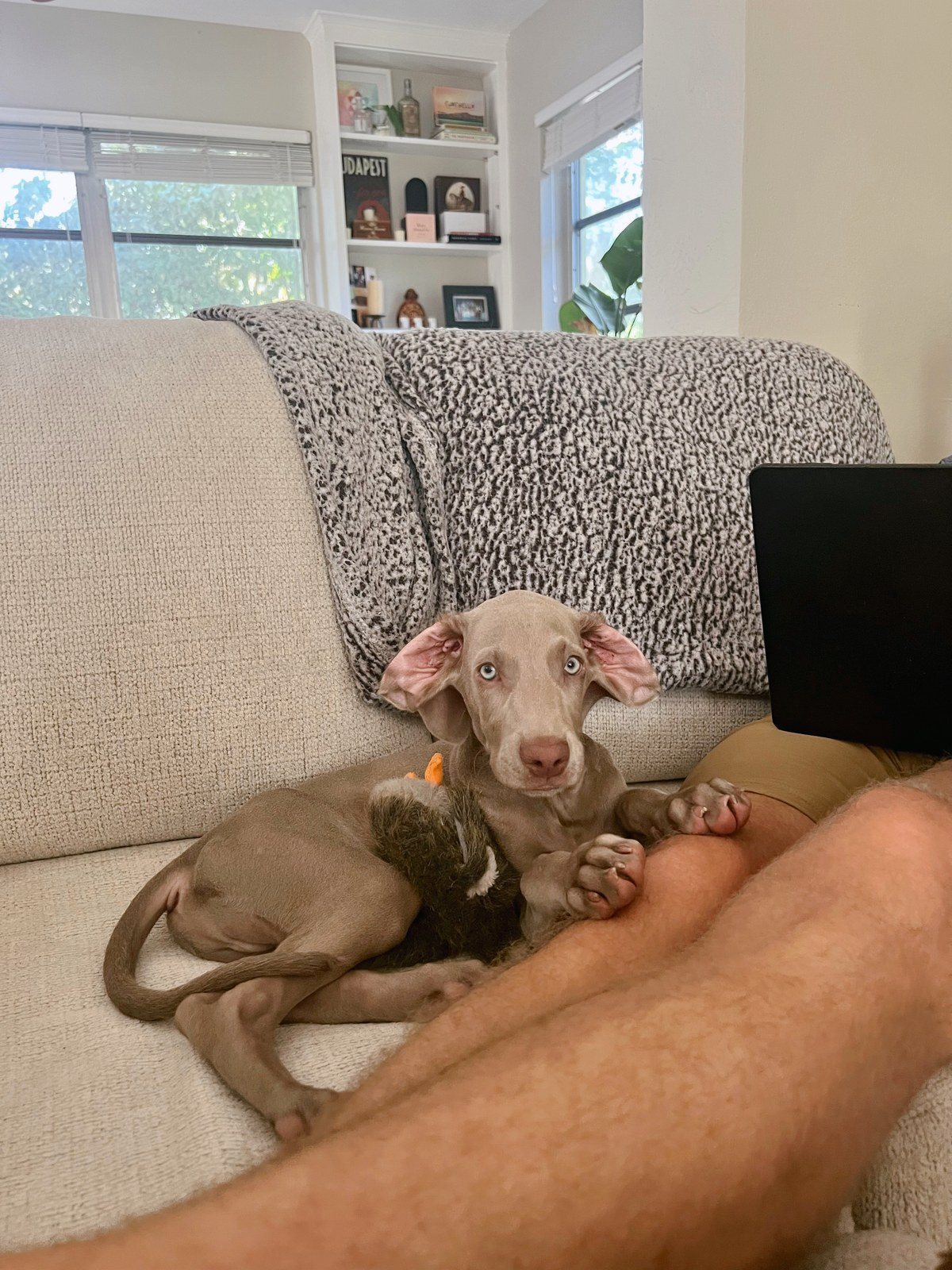 My Parents Keep Calling Me Dobby The House Elf