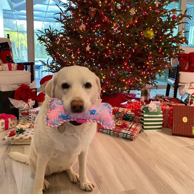 Merry Christmas From Me And My Lily Pulitzer Toy!
