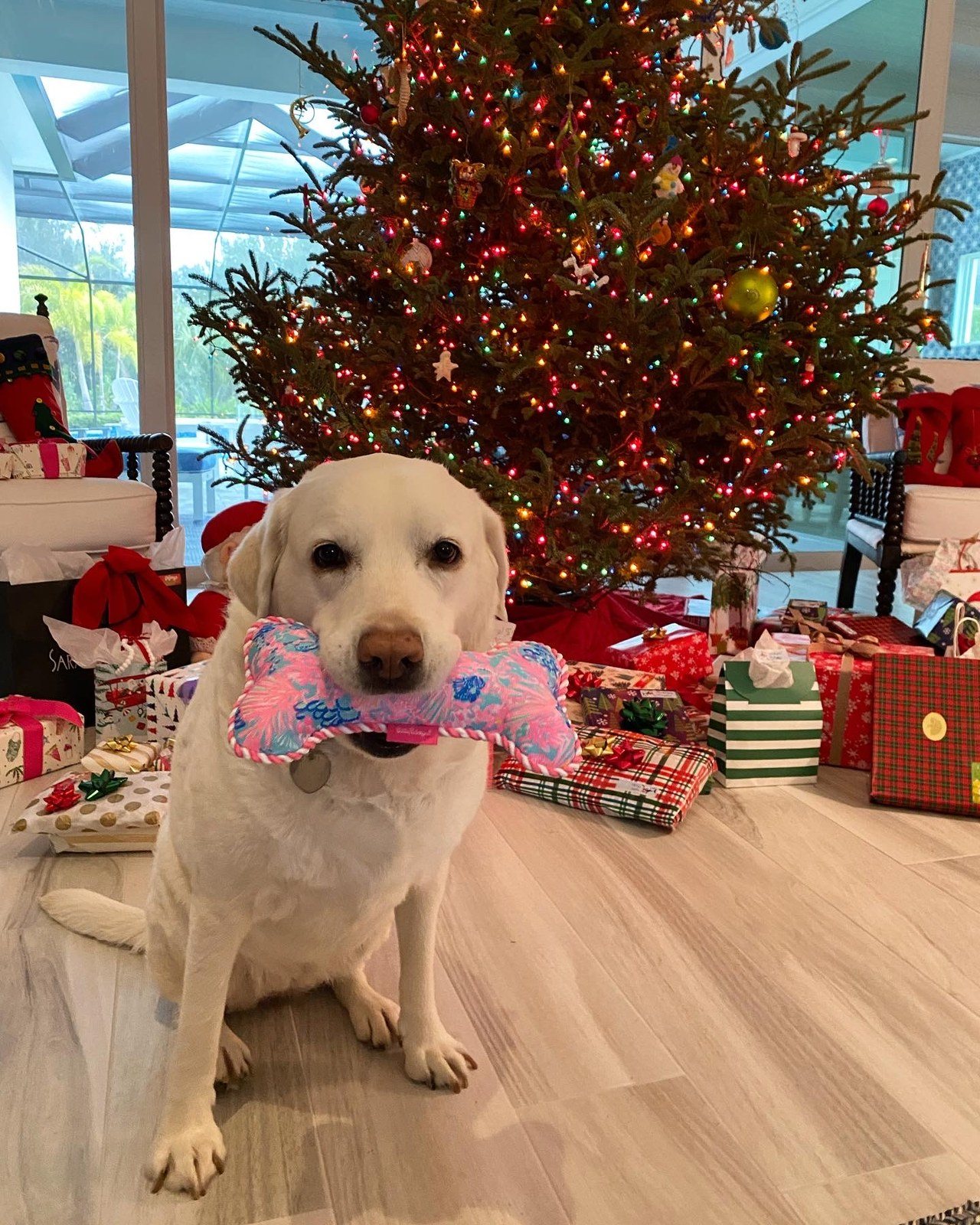 Merry Christmas From Me And My Lily Pulitzer Toy!