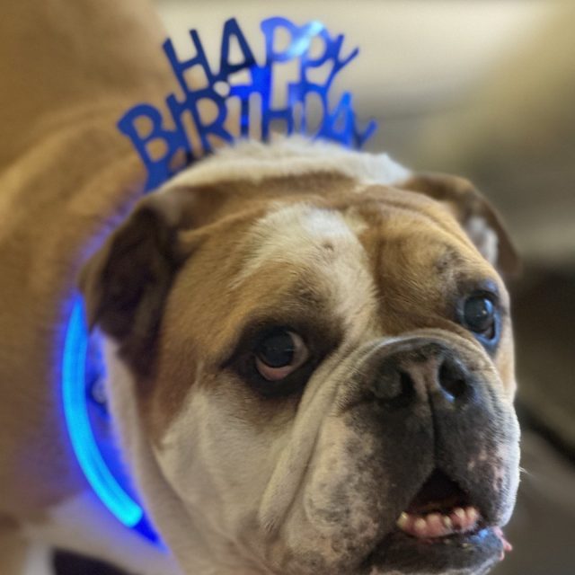 Seven The Bulldog