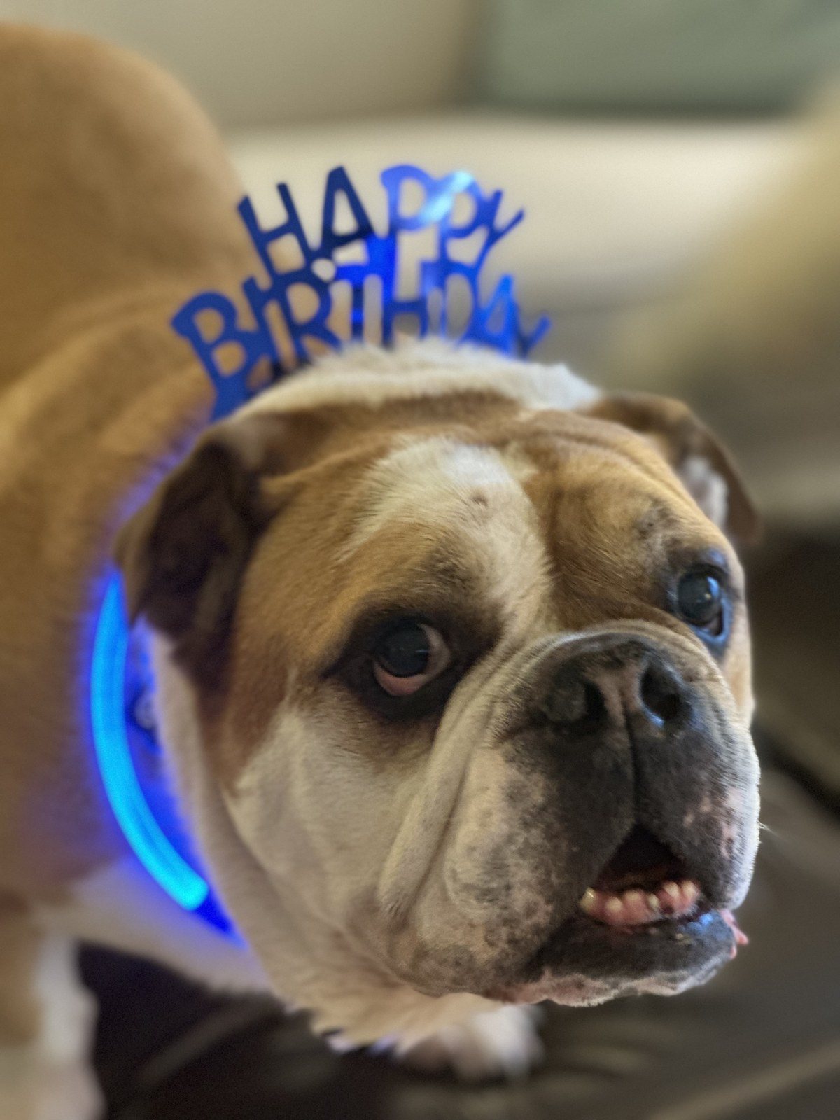 Seven The Bulldog