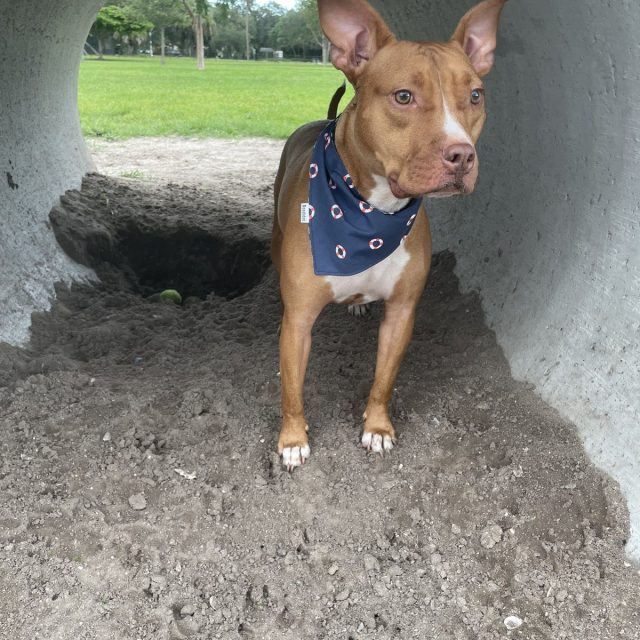 A Day At The Park