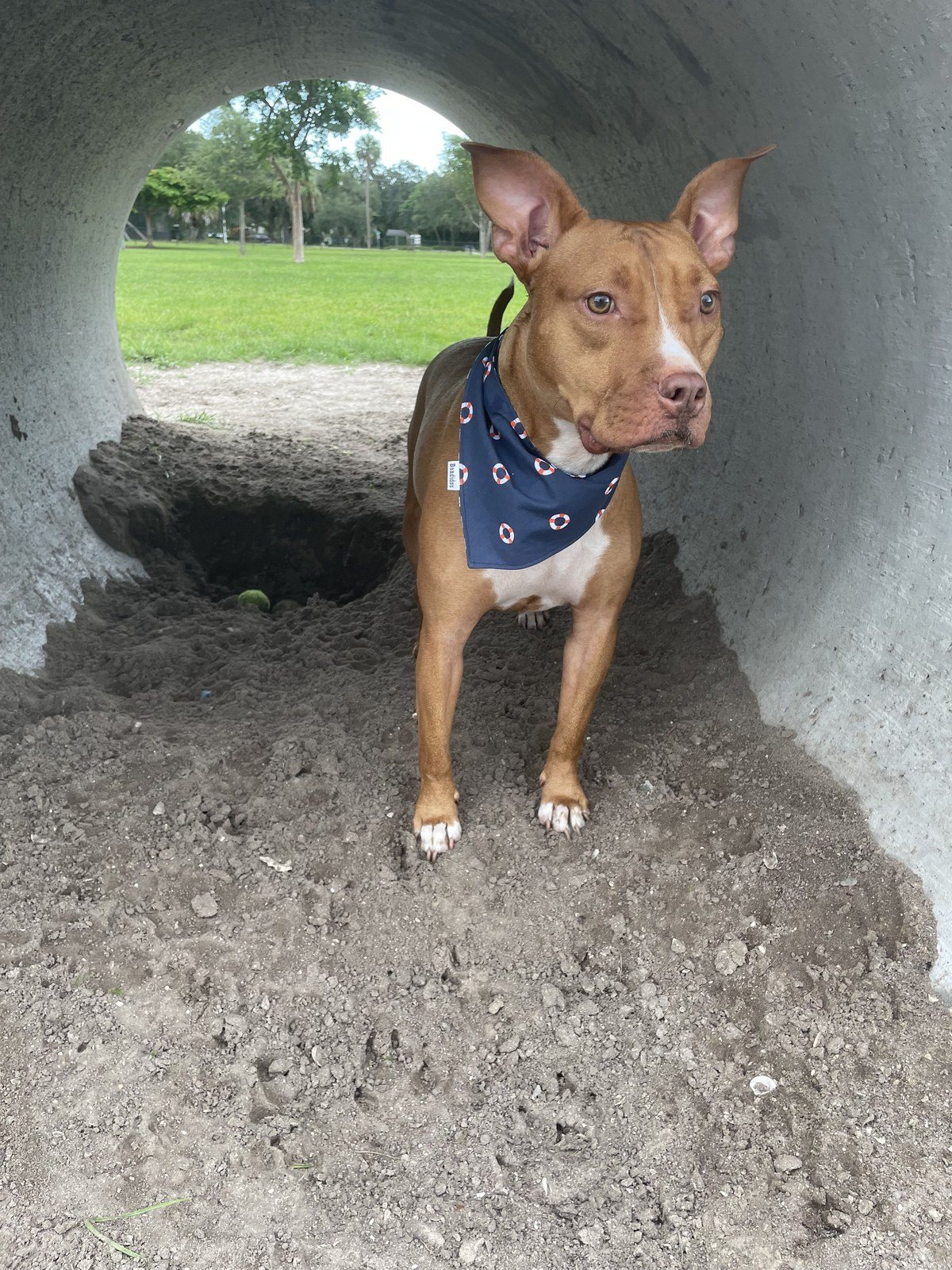 A Day At The Park