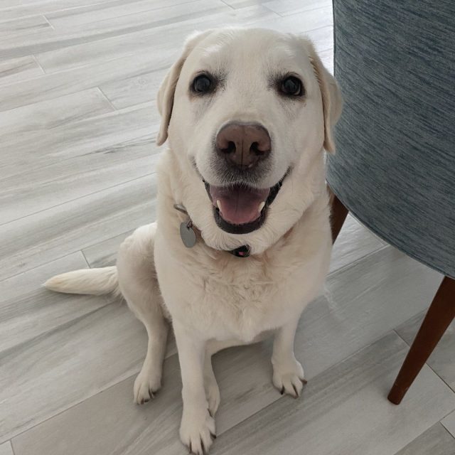 Smiling For Treats And Pets