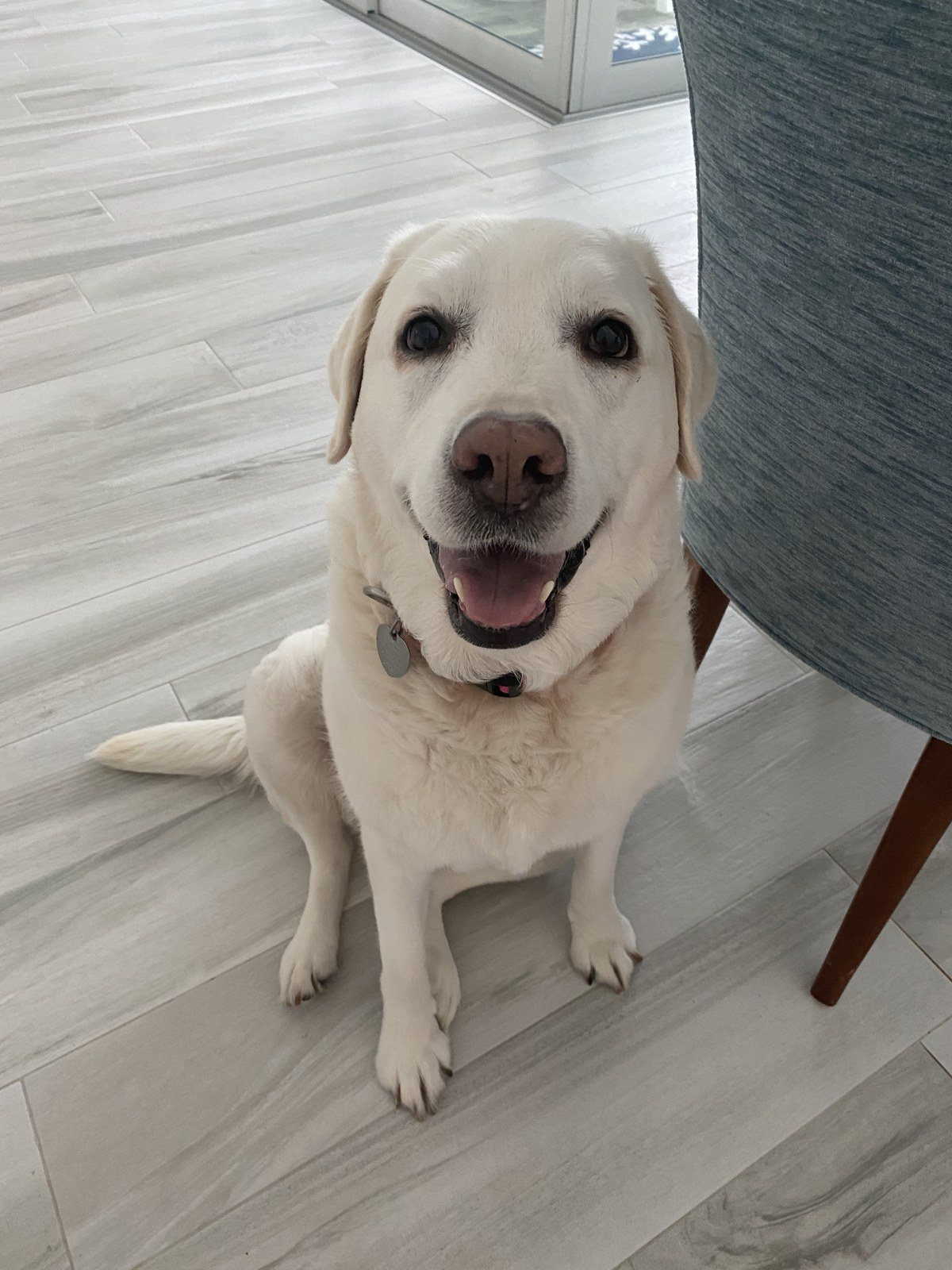Smiling For Treats And Pets