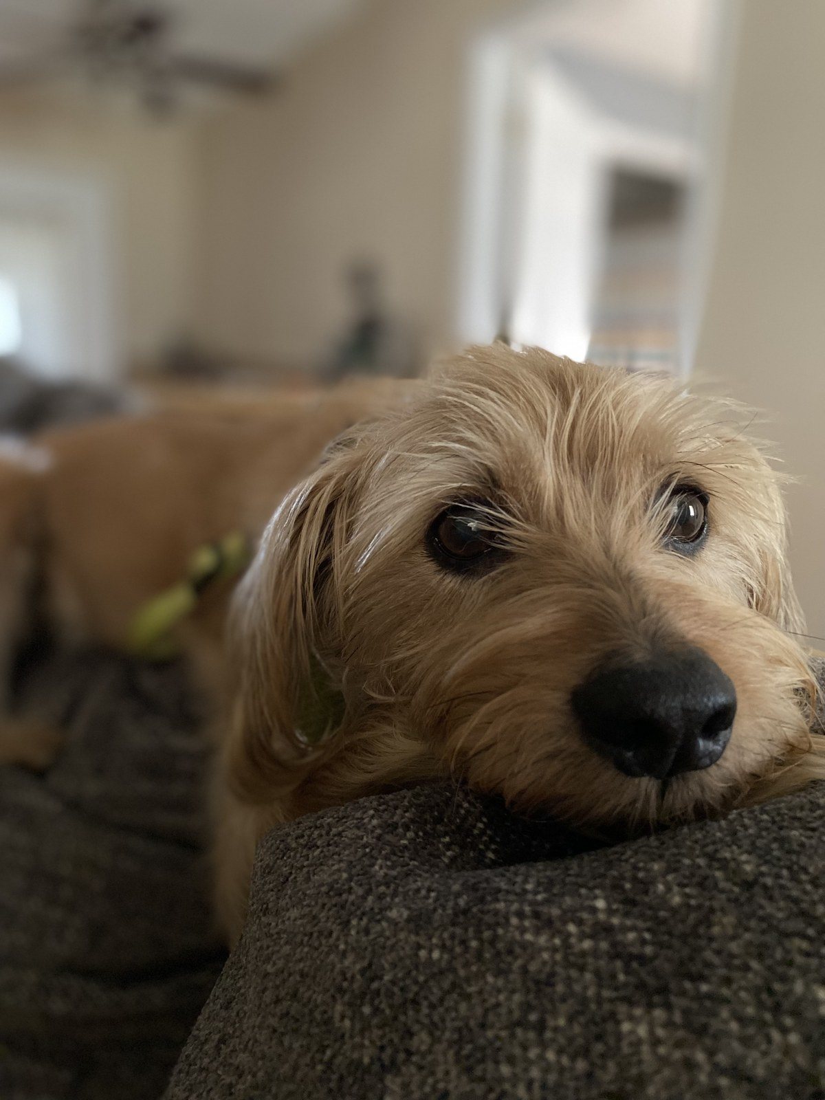 The Cutest Couch Cushion.