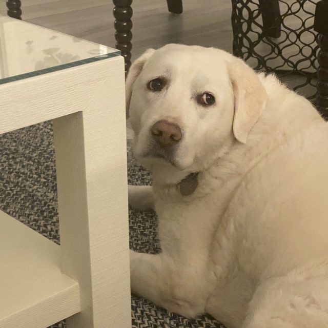 Did You Say DINNER?